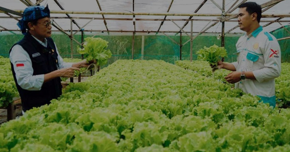 Rahasia Sukses Pertanian Organik yang Banyak Orang Belum Tahu