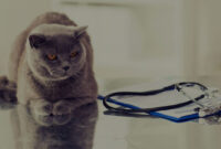 Tanda Hewan Peliharaan Sakit dan Cara Mengenalinya