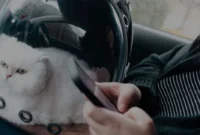 Tips-Agar-Hewan-Peliharaan-Tidak-Takut-Saat-Diajak-Jalan-Jalan Tips Agar Hewan Peliharaan Tidak Takut Saat Diajak Jalan-Jalan