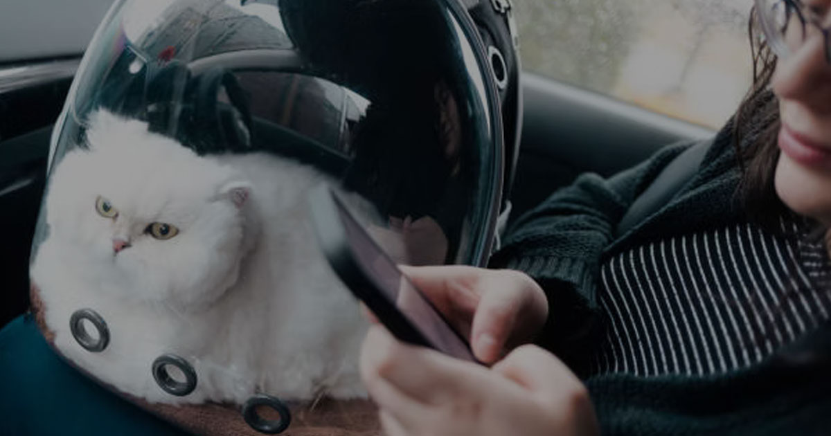 Tips Agar Hewan Peliharaan Tidak Takut Saat Diajak Jalan-Jalan