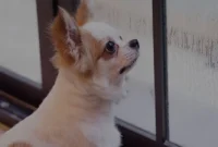 Tips-Merawat-Hewan-Peliharaan-Saat-Musim-Hujan-Tiba Tips Merawat Hewan Peliharaan Saat Musim Hujan Tiba