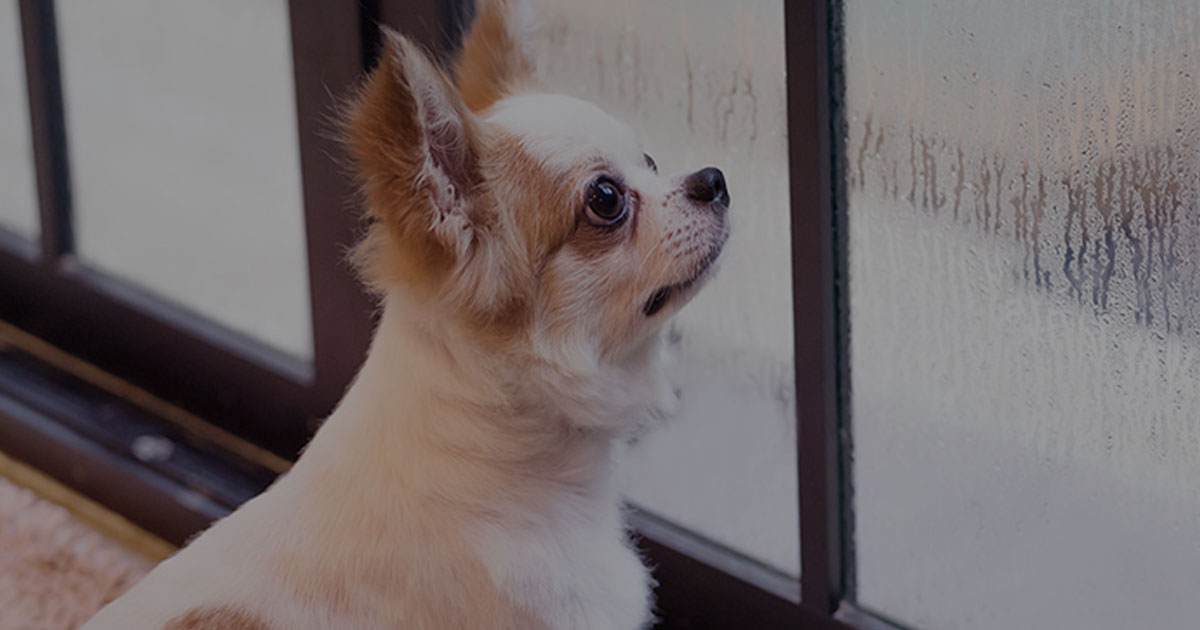 Tips Merawat Hewan Peliharaan Saat Musim Hujan Tiba