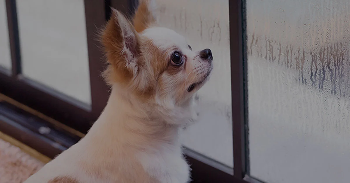 Tips Merawat Hewan Peliharaan Saat Musim Hujan Tiba